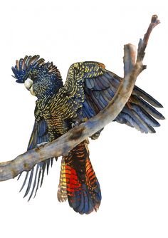 a colorful bird perched on top of a tree branch with its wings spread wide open