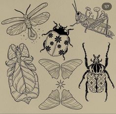 four different bugs and insects drawn in ink