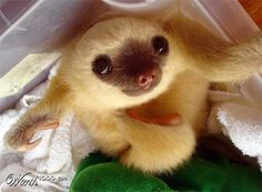 a baby monkey sitting on top of a green stuffed animal