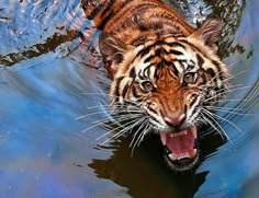 a tiger is in the water with its mouth open