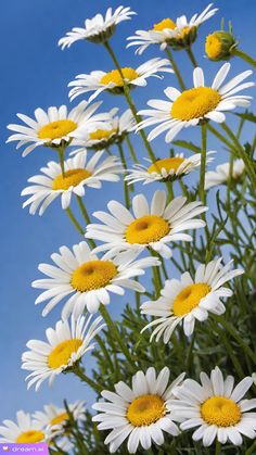 white and yellow daisies with blue sky in the backgrounnd, taken from below