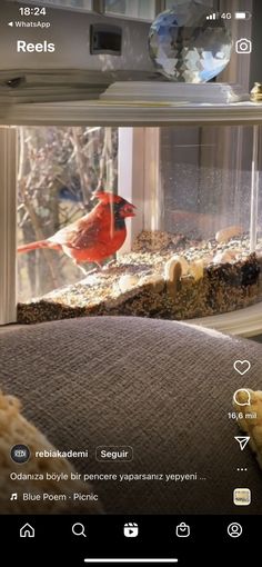 a red bird sitting on top of a window sill next to a bowl filled with food