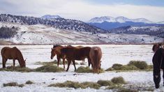 four horses eating grass in the middle of a snowy field with mountains in the background