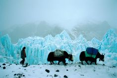 two yaks are walking in the snow near some ice - covered mountains and people