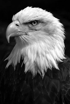 black and white photograph of an eagle's head