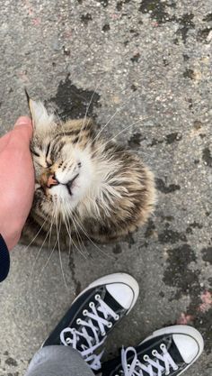 a person is petting a cat on the street