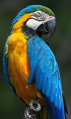 a colorful parrot sitting on top of a tree branch