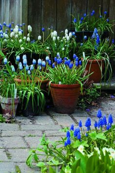 blue and white flowers are growing in pots