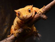 an orange lizard sitting on top of a tree branch