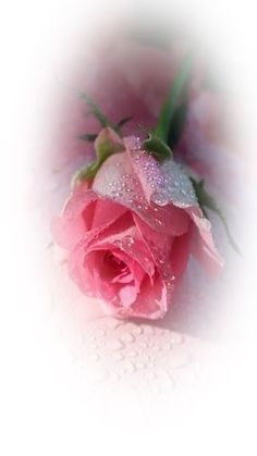 a single pink rose with water droplets on it's petals and the background is white