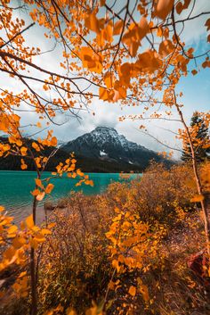 the mountains are covered in snow and trees with yellow leaves on them, near a body of water