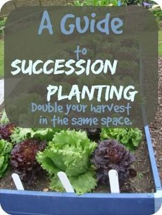 a sign that says a guide to succession planting double your harvest in the same space