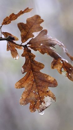 a branch with some leaves hanging from it's branches and water droplets on the leaves