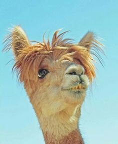 an alpaca with its hair blowing in the wind