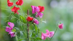 some pink and red flowers are in the grass