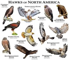 an image of hawks of north america