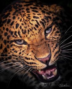 a close up of a leopard's face with it's mouth open