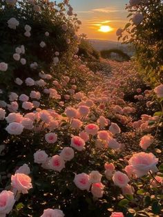 pink roses are blooming in the garden at sunset