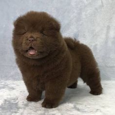 a brown dog standing in the snow with its eyes closed and tongue out, looking at the camera