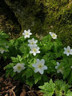 small white flowers growing in the dirt near some green leaves and mossy rock wall