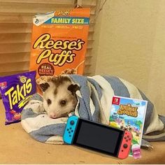 an opossy is wrapped up in a blanket next to some snacks and games