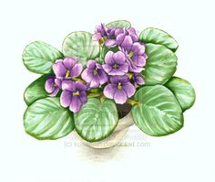 watercolor painting of purple flowers in a white pot with green leaves on the side