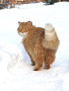 a fluffy cat walking in the snow