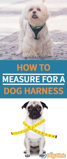 a dog wearing a harness and measuring tape with the words how to measure for a dog harness