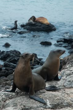 two sea lions sitting on rocks near the ocean