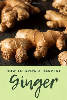 how to grow and harvest ginger in the garden with text overlay that reads, how to grow and harvest ginger