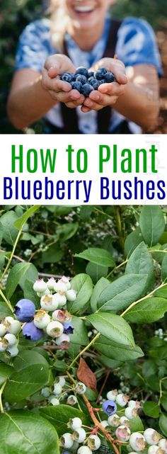 the blueberry bush is full of berries, and it's ready to be picked