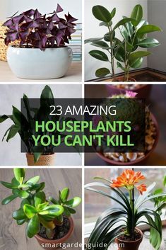 there are many houseplants that you can't kill