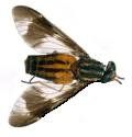 a close up of a fly insect on a white background