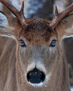 a deer with blue eyes is looking at the camera