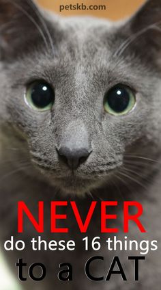 a gray cat with the words never do these 16 things to a cat