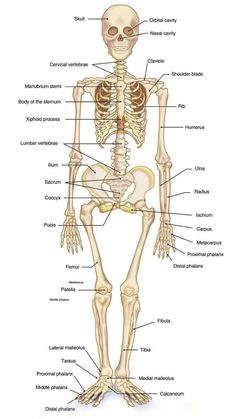 the human skeleton and its major skeletal systems is shown in this diagram, with labels on each