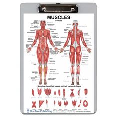 the muscles are labeled in this diagram