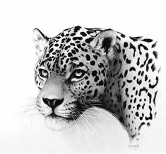 a black and white drawing of a leopard