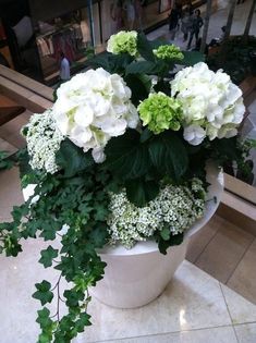 white and green flowers in a pot on the ground