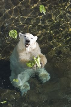 a polar bear is swimming in the water and holding some green leafy greens on its back