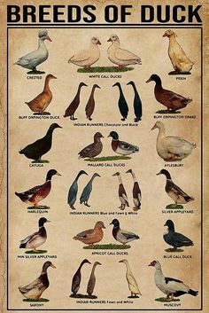 the birds of duck are shown in this poster