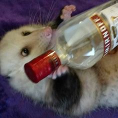 a hamster is drinking from a bottle