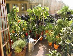 potted plants and watering can on an outdoor balcony