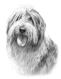 a black and white drawing of a shaggy dog with its tongue out, looking at the camera