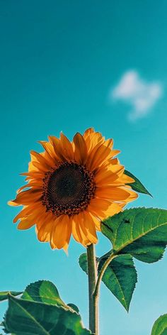 a large yellow sunflower with green leaves in front of a blue sky