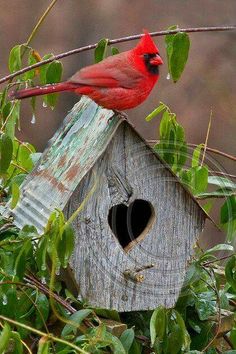 a cardinal sits on top of a birdhouse