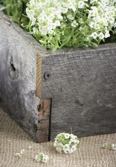 small white flowers are growing out of an old wooden box