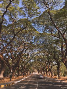 a car driving down the middle of a road lined with tall, leafy trees