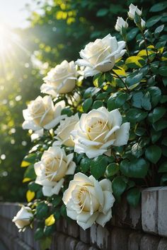 white roses growing on the side of a brick wall