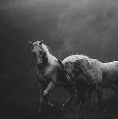 black and white photograph of two horses running